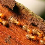 Termite Infestations