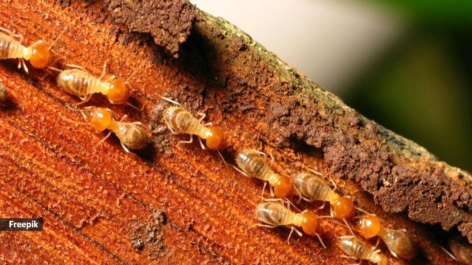 Termite Infestations