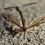 Mosquito Populations