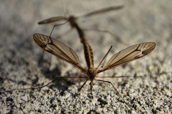 Mosquito Populations