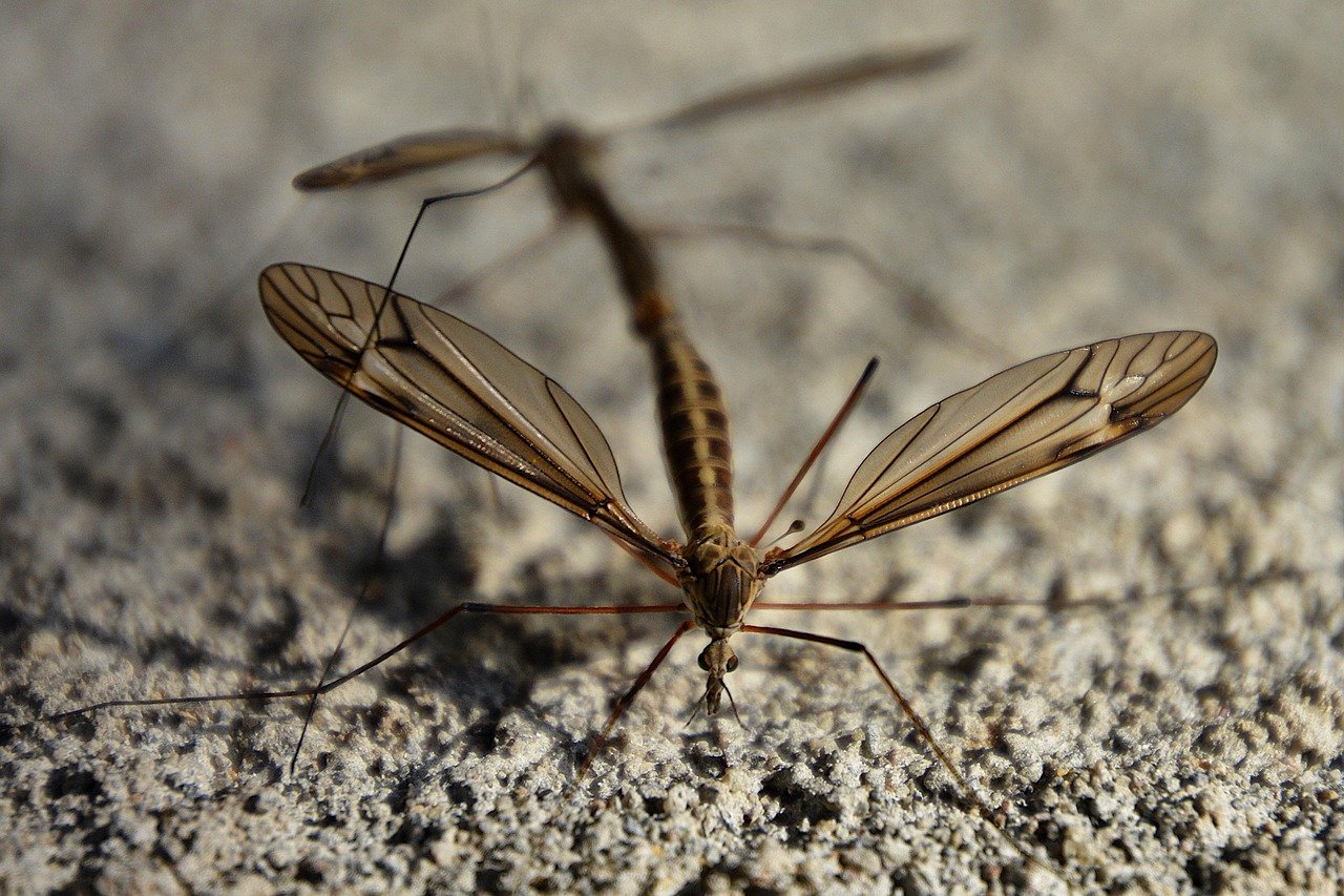 Mosquito Populations