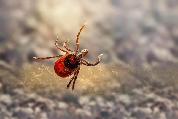 Tick Control Services